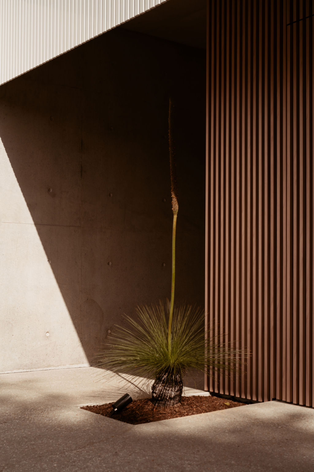 Grass tree concrete detail